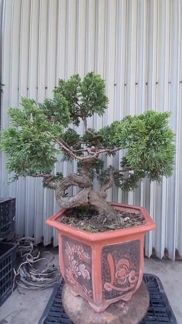 Cây cảnh Tùng kim bonsai 10 năm. Mua bán Cây cảnh, đồ trang trí tại Huyện Hải Hậu Nam Định được đăng bởi Khang Tan hình 1