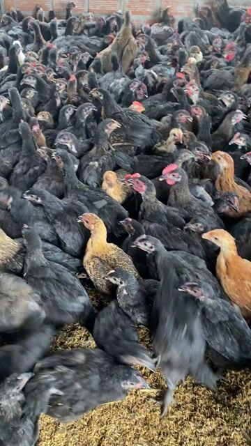 Gà nòi đen 7-8 lạng/con. Mua bán Gà tại Huyện Xuân Lộc Đồng Nai được đăng bởi Gà giống Đồng Nai hình 1