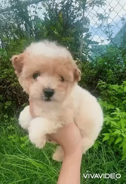 🍒🍒 POODLE TINY TAI GẤU CHÂN LÙN XINH🍒🍒. Mua bán Chó tại Huyện Hóc Môn Tp Hồ Chí Minh được đăng bởi SIÊU PET SG UY TÍN  hình 1