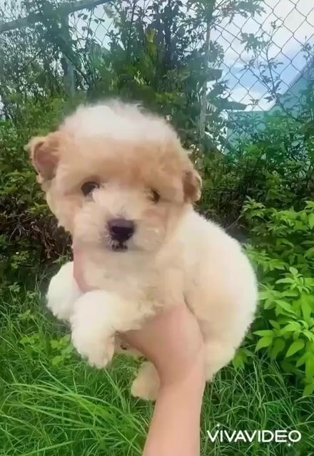 🍒🍒 POODLE TINY TAI GẤU CHÂN LÙN XINH🍒🍒. Mua bán Chó tại Huyện Hóc Môn Tp Hồ Chí Minh được đăng bởi SIÊU PET SG UY TÍN  hình 1