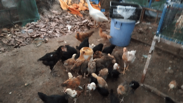Gà con 3-5 lạng nhà nuôi. Mua bán Gà tại Thành phố Thuận An Bình Dương được đăng bởi Đinh Hà An hình 1