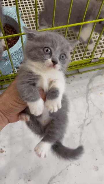 Mèo Anh lông ngắn cái xám trắng tìm chủ. Mua bán Mèo tại Huyện Đan Phượng Hà Nội được đăng bởi Tạo hình 1