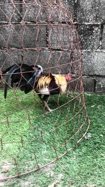 lên 2e chuối Cuban. Mua bán Gà tại Huyện Hóc Môn Tp Hồ Chí Minh được đăng bởi Shop gà tre  hình 1