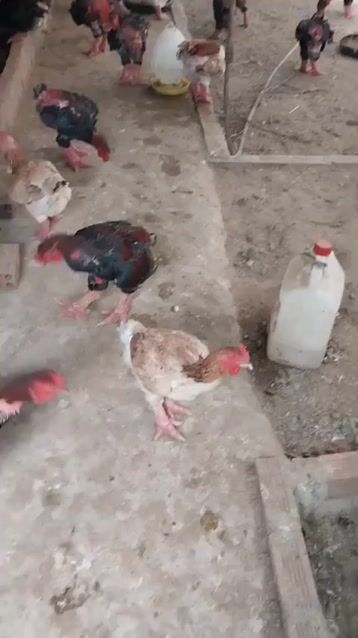 Gà Đông Tảo Thuần chủng 2-3.5kg. Mua bán Gà tại Quận Bình Thạnh Tp Hồ Chí Minh được đăng bởi Hoa Bùi hình 1