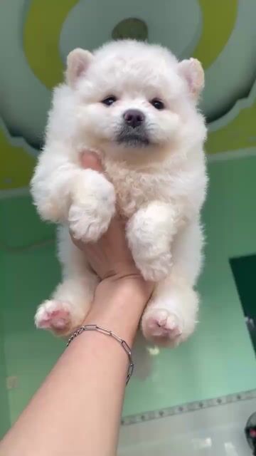 Chó Bichon Poodle lai cái 2 tháng tuổi. Mua bán Chó tại Quận 6 Tp Hồ Chí Minh được đăng bởi búp măn non ĩa trên bãi cỏ hình 1