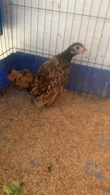 Gà vảy cá gần 5 tháng. Mua bán Gà tại Quận 3 Tp Hồ Chí Minh được đăng bởi THANH NAM hình 1