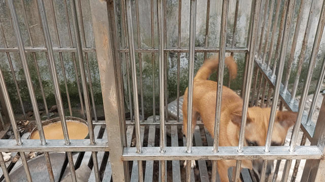 Chó Poodle màu Nâu. Mua bán Chó tại Thành phố Thủ Đức Tp Hồ Chí Minh được đăng bởi Chiến hình 1