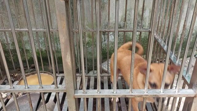Chó Poodle màu Nâu. Mua bán Chó tại Thành phố Thủ Đức Tp Hồ Chí Minh được đăng bởi Chiến hình 1
