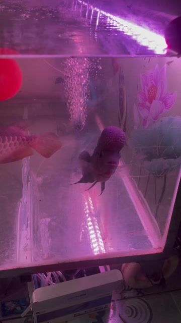 Cá La Hán 20cm Đỏ vân trắng rẻ đẹp top Hà Nội. Mua bán Thú cưng khác tại Quận Hà Đông Hà Nội được đăng bởi Vua Đầu Bếp hình 1