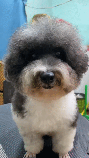 Chó Poodle Xám trắng Khỏe mạnh Hiền lành. Mua bán Chó tại Thành phố Trà Vinh Trà Vinh được đăng bởi Nguyễn Thị Huỳnh Mai hình 1