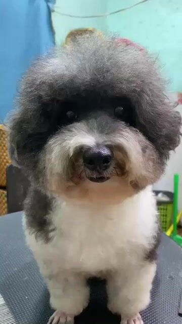 Chó Poodle Xám trắng Khỏe mạnh Hiền lành. Mua bán Chó tại Thành phố Trà Vinh Trà Vinh được đăng bởi Nguyễn Thị Huỳnh Mai hình 1