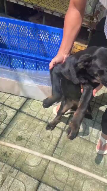 Chó Đực Khỏe Mạnh. Mua bán Chó tại Huyện Củ Chi Tp Hồ Chí Minh được đăng bởi thuy tran hình 1