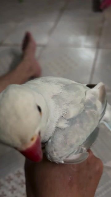 Vẹt Ringneck Blue pallid trống 1 tuổi. Mua bán Chim tại Quận 11 Tp Hồ Chí Minh được đăng bởi Bo hình 1