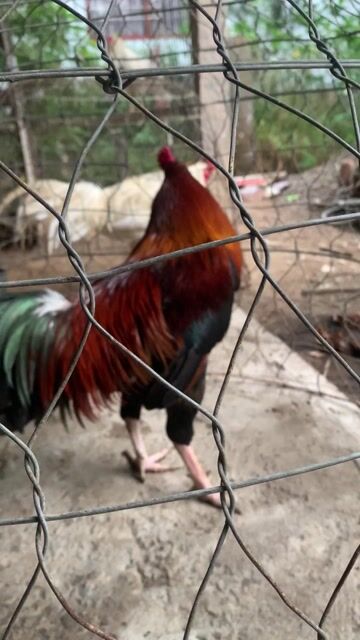 Đều 3kg. Mua bán Gà tại Huyện Cái Bè Tiền Giang được đăng bởi Gà Tre Lai hình 1