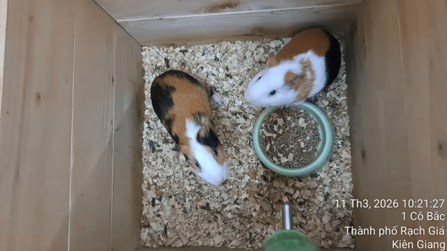 Chuột lang nhiều màu dễ thương. Mua bán Thú cưng khác tại Huyện Châu Thành Kiên Giang được đăng bởi Nguyễn thị cẩm tiên hình 1