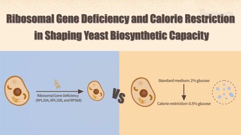 Ribosomal Gene Deficiency and Calorie Restriction in Shaping Yeast ...