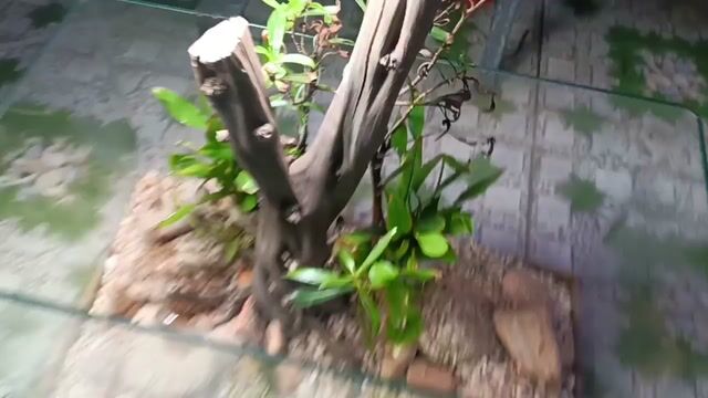 Bể cá cảnh Suối rừng Kính 500x270x300mm. Mua bán Phụ kiện, Thức ăn, Dịch vụ tại Quận Liên Chiểu Đà Nẵng được đăng bởi Trương Ngân Hà hình 1