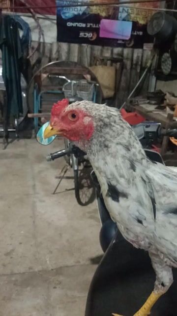 Gà trống bướm 5th 2kg6. Mua bán Gà tại Huyện Bình Chánh Tp Hồ Chí Minh được đăng bởi Hữu hình 1