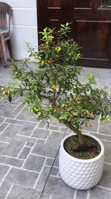Cây cảnh Hải châu 70cm 60cm. Mua bán Cây cảnh, đồ trang trí tại Quận Ngũ Hành Sơn Đà Nẵng được đăng bởi Quang Vu hình 1