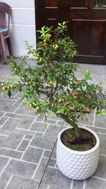 Cây cảnh Hải châu 70cm 60cm. Mua bán Cây cảnh, đồ trang trí tại Quận Ngũ Hành Sơn Đà Nẵng được đăng bởi Quang Vu hình 1