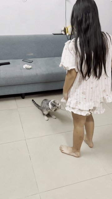 Mèo Aln Đực Trắng xám 8 tháng. Mua bán Mèo tại Quận Hai Bà Trưng Hà Nội được đăng bởi Thành hình 1