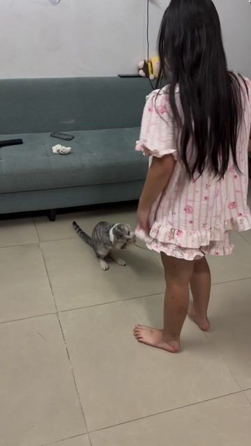 Mèo Aln Đực Trắng xám 8 tháng. Mua bán Mèo tại Quận Hai Bà Trưng Hà Nội được đăng bởi Thành hình 1