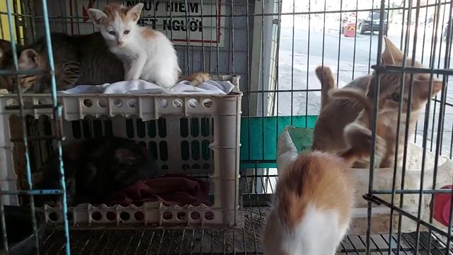 tìm nhà mới cho em mèo tam thể. Mua bán Mèo tại Quận Gò Vấp Tp Hồ Chí Minh được đăng bởi thanhthai632005 hình 1