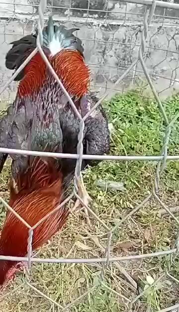 Gà 9 tháng 3.4kg. Mua bán Gà tại Huyện Gò Dầu Tây Ninh được đăng bởi thái  hình 1