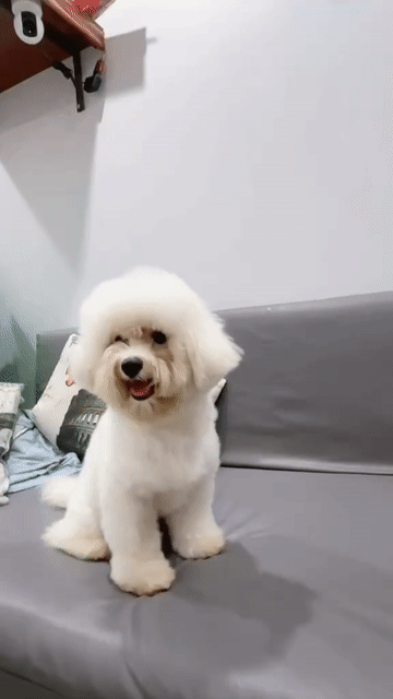 Chó Bichon đực 10 tháng. Mua bán Chó tại Quận Hai Bà Trưng Hà Nội được đăng bởi Maison Bichon hình 1