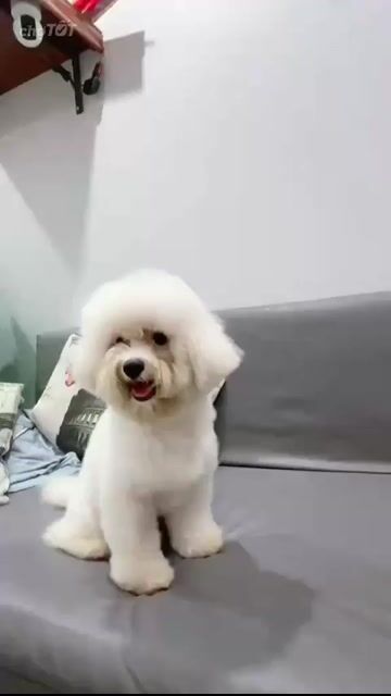 Chó Bichon đực 10 tháng. Mua bán Chó tại Quận Hai Bà Trưng Hà Nội được đăng bởi Maison Bichon hình 1