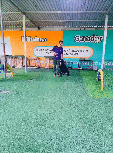malisoi . đực.. Mua bán Chó tại Thành phố Thủ Đức Tp Hồ Chí Minh được đăng bởi nguyễn hoàng hình 1