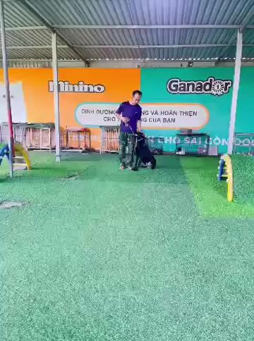 malisoi . đực.. Mua bán Chó tại Thành phố Thủ Đức Tp Hồ Chí Minh được đăng bởi nguyễn hoàng hình 1