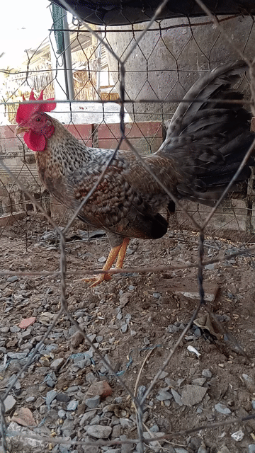 Gà Cuban rặc trống 4 tháng20 ngày. Mua bán Gà tại Huyện Lấp Vò Đồng Tháp được đăng bởi gà cỏ  hình 1