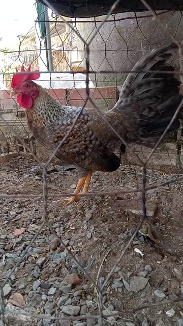 Gà Cuban rặc trống 4 tháng20 ngày. Mua bán Gà tại Huyện Lấp Vò Đồng Tháp được đăng bởi Nghĩa Nguyen hình 1