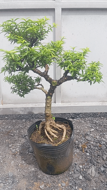 Mai chiếu Thủy Mini lá kim kim giòn. Mua bán Cây cảnh, đồ trang trí tại Huyện Củ Chi Tp Hồ Chí Minh được đăng bởi LT hình 1