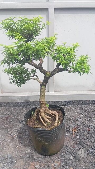Mai chiếu Thủy Mini lá kim kim giòn. Mua bán Cây cảnh, đồ trang trí tại Huyện Củ Chi Tp Hồ Chí Minh được đăng bởi LT hình 1