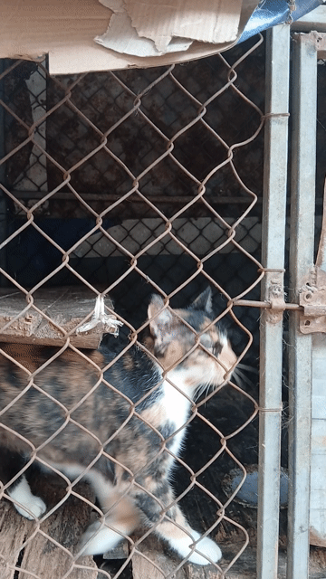 Mèo Anh cái 24 tháng. Mua bán Mèo tại Huyện Sóc Sơn Hà Nội được đăng bởi Nguyễn Hải Yến hình 1
