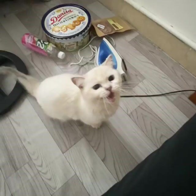 Mèo Munchkin mẹ và con lông dài chân lửng 4th. Mua bán Mèo tại Quận 7 Tp Hồ Chí Minh được đăng bởi Hiếu Tô Ni hình 1