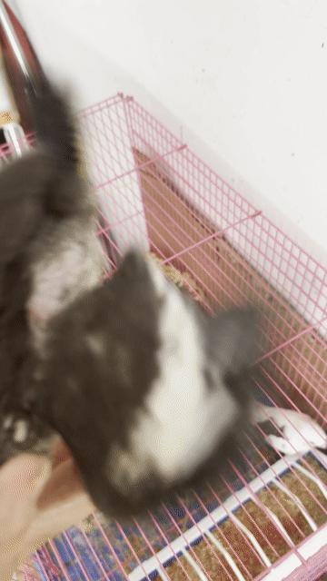 Chim Cockatiel normal đút bột. Mua bán Chim tại Quận Gò Vấp Tp Hồ Chí Minh được đăng bởi Phan Đình Lộc hình 1