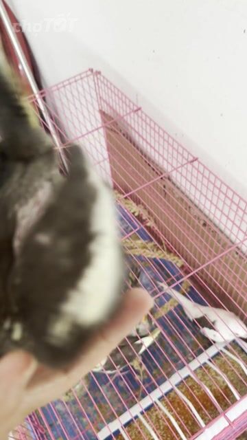 Chim Cockatiel normal đút bột. Mua bán Chim tại Quận Gò Vấp Tp Hồ Chí Minh được đăng bởi Phan Đình Lộc hình 1