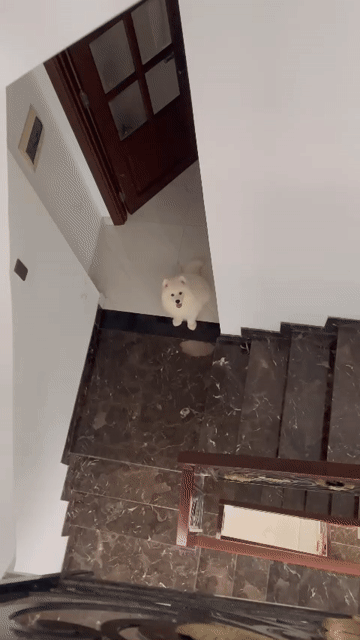 Chó Samoyed đực trắng đã tiêm. Mua bán Chó tại Quận 8 Tp Hồ Chí Minh được đăng bởi Trương Tín hình 1