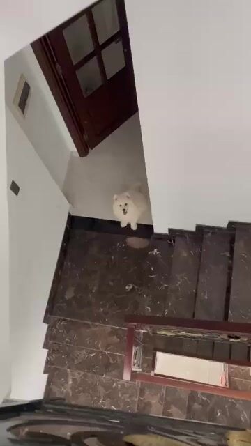 Chó Samoyed đực trắng đã tiêm. Mua bán Chó tại Quận 8 Tp Hồ Chí Minh được đăng bởi Trương Tín hình 1