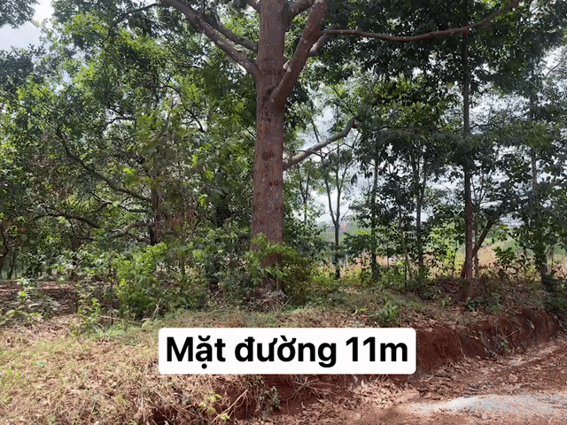 Mua bán Đất Thị xã Phước Long Bình Phước diện tích 7400 m² giá 20 tỷ