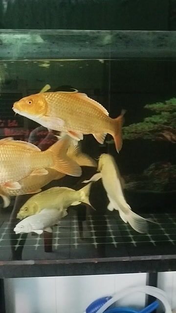 Cá Koi Hồng Trắng. Mua bán Thú cưng khác tại Thành phố Thuận An Bình Dương được đăng bởi A Út hình 1