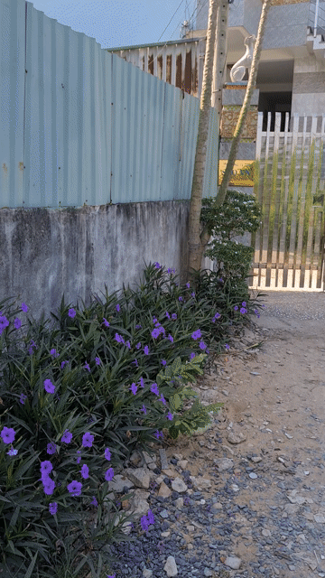 Cho thuê Phòng trọ Huyện Bình Chánh Tp Hồ Chí Minh diện tích 16 m² giá 1,5 triệu/tháng