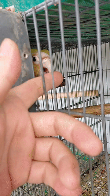 Chim Greencheck  Sinh sản.. Mua bán Chim tại Huyện Hóc Môn Tp Hồ Chí Minh được đăng bởi Baby Bird hình 1