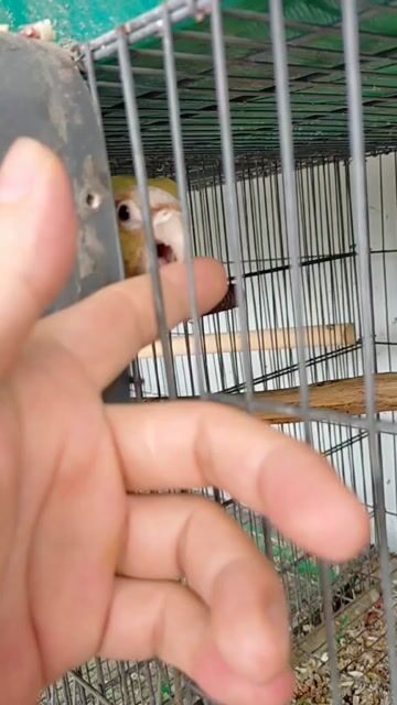 Chim Greencheck  Sinh sản.. Mua bán Chim tại Huyện Hóc Môn Tp Hồ Chí Minh được đăng bởi Baby Bird hình 1