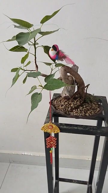 Cây bồ đề chậu tàu nhỏ gọn. Mua bán Cây cảnh, đồ trang trí tại Huyện Cần Giuộc Long An được đăng bởi Cường Minh hình 1