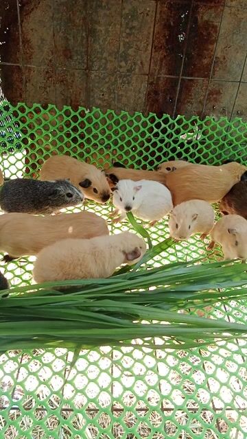 bọ ú - chuột lang Cali Ame teddy. Mua bán Thú cưng khác tại Quận Gò Vấp Tp Hồ Chí Minh được đăng bởi Bọ ú gấu hình 1