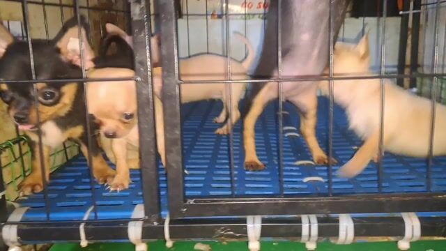 Chó Chihuahua siêu nhỏ (teacup). Mua bán Chó tại Quận Ninh Kiều Cần Thơ được đăng bởi Tường hình 1